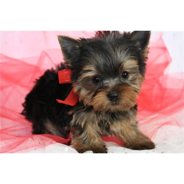Charming Teacup Yorkie Puppies