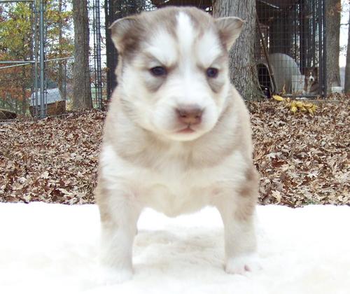 siberian husky  puppies