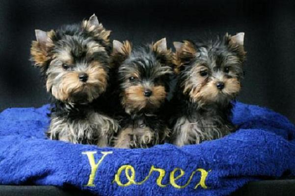 sweetest teacup yorkier puppies for adoption