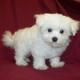 spunky maltese puppies for free adoption