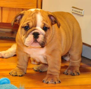 CUTE ENGLISH BULLDOG PUPPIES FOR ADOPTION
