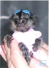 FRIENDLY MARMOSET MONKEY FOR ADOPTION