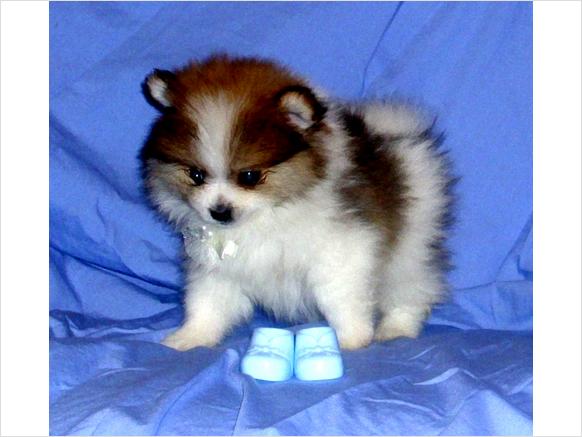 Fantastic Teacup Pomeranian Puppies available for Re-homing now