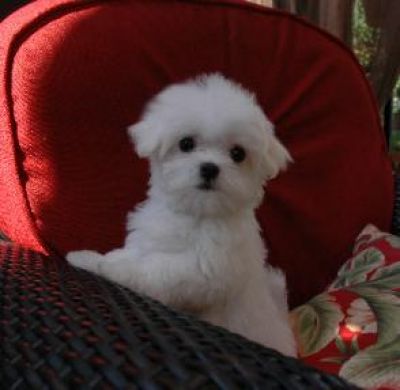 Beautiful Maltese Puppies For Free Adoption