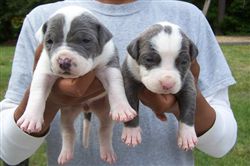 pitbull puppies for adoption
