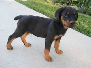 Adorable miniature Rottweiler puppies