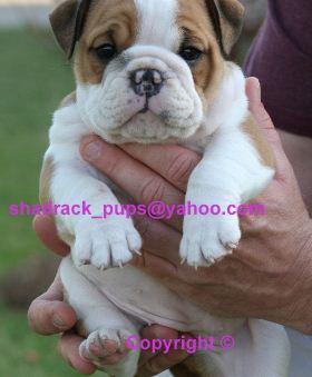 Cute English Bulldog Puppies FOR FREE ADOPTION