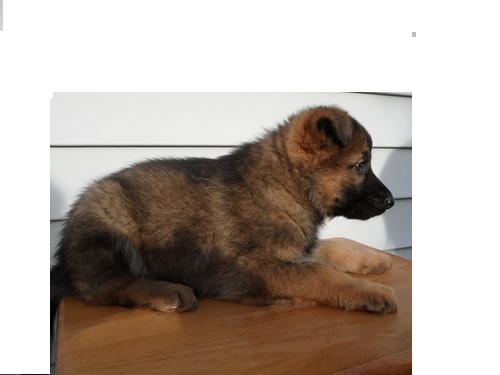German Shepherd Dog Puppies For Sale