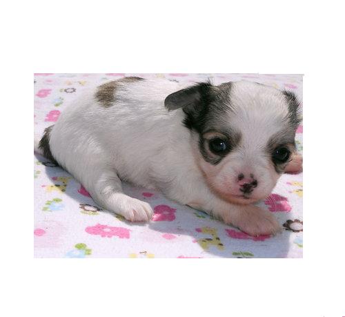 yorkie Puppy For Sale.