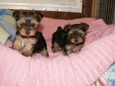Male And Female Yorkie Puppies For Free Adoption