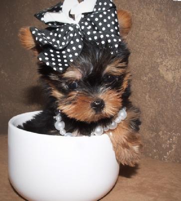 Adorable Cute Teacup Yorkie Puppies For Adoption contact via (monica_sandar@yahoo.com)