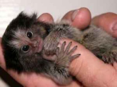 Adorable Baby Capuchin,Squirrel,Spider and Marmoset Monkeys