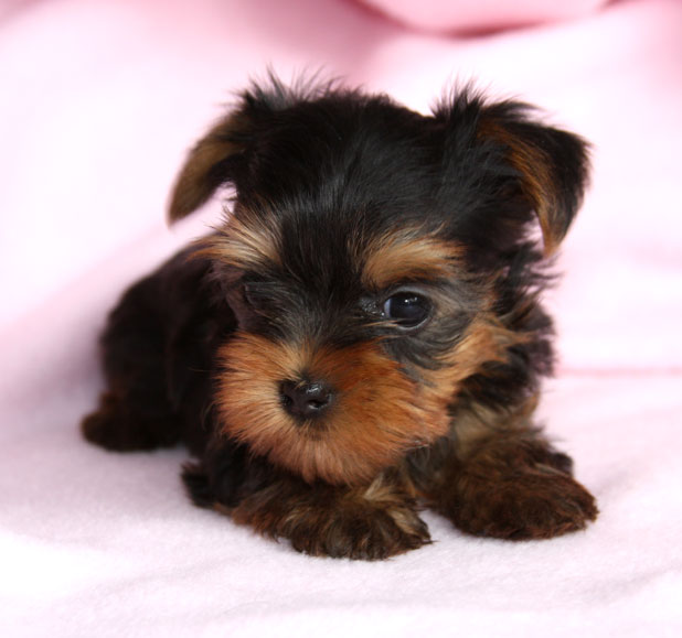 Lovely and cute yorkie puppies for good homes,