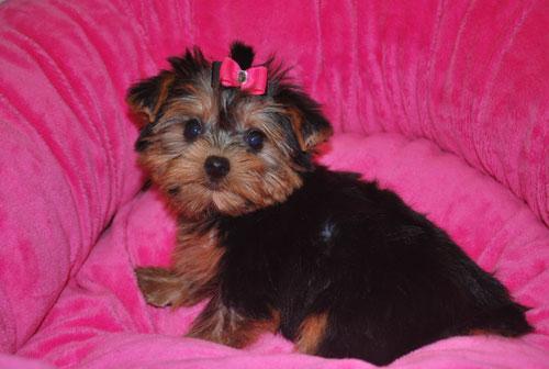 Gorgeous T-Cup  Yorkie Puppies for Adoption