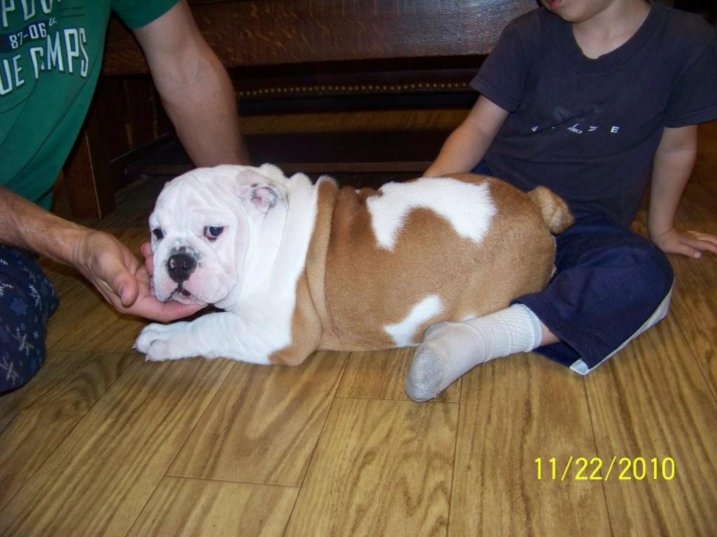 Adorable AKC English Bulldog Puppies For adoption