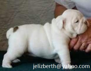 Adorable English Bull Dog puppies for adoption