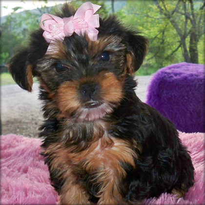Free Tiny Tea Cup Yorkies puppies (nikki90adams@aol.com)