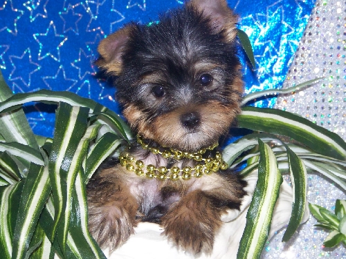 Adorable tea cup yorkie puppies for free adoption