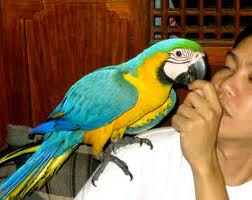 hyacith macaw parrots for sale