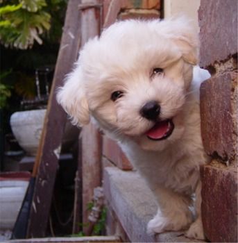 Male and Female Maltese Puppies ready for a good home.