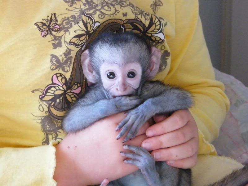 Cute baby Capuchin, Marmoset, squirrel and spider Monkeys for Adoption