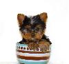 adorable yorkie Puppies for free adoption