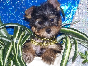Cute Adorable Yorkie puppies For Adoption.