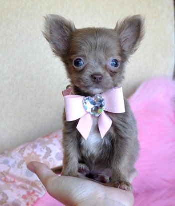 AKC Registered Tea Cup Yorkie Puppies for caring home