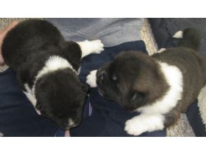 Akita puppies for sale
