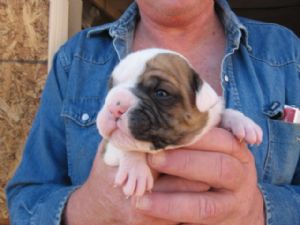 OLDE ENGLISH BULLDOG