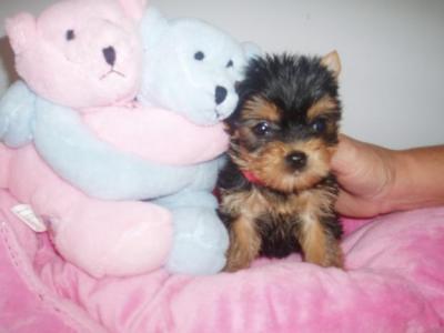 BEAUTIFUL TOY FACE YORKIE PUPPIES
