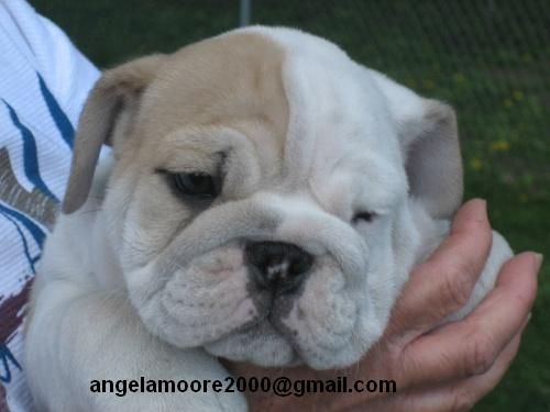 MALE &amp; FEMALE ENGLISH BULLDOG PUPPIES FOR ADOPTION