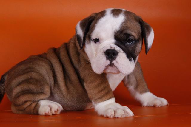 Cute English bulldog puppy
