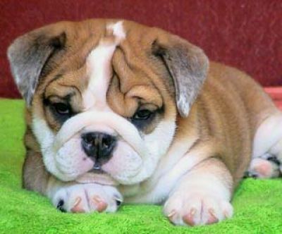 Cute Adorable English Bulldog Puppies For Sale