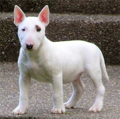 healthy bull terrier for adoption