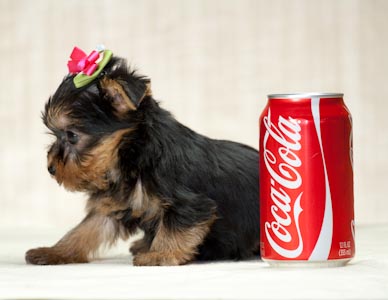 Cute Male And Female Yorkie Puppies For Free Adoption(potty Trained)