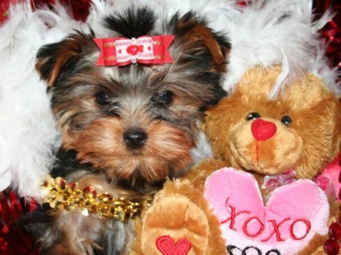 MALE AND FEMALE TEACUP YORKIES FOR ADORABLE ADOPOTION