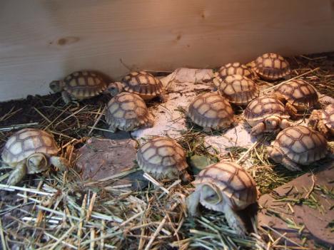 Tortoises For Sale