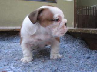 Outstanding English bulldog puppy seeking adoption