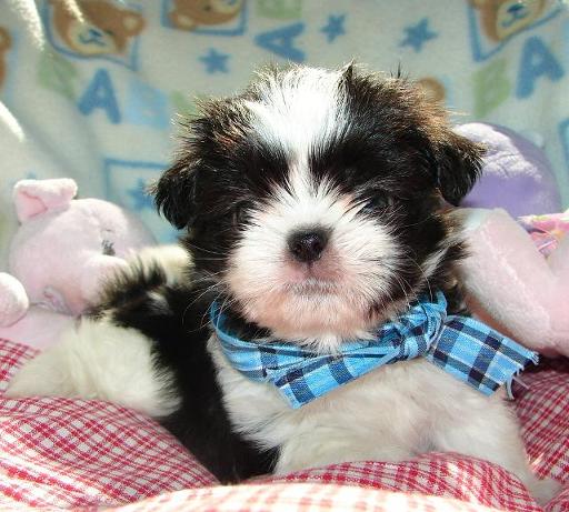 Lovely shih tzu puppy for adoption