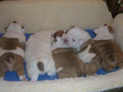 English Bulldog puppies for Adoption.