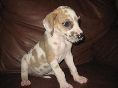 Fawnequin AKC Great Dane puppy