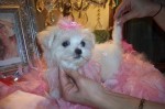 Affectionate Maltese Puppies Available