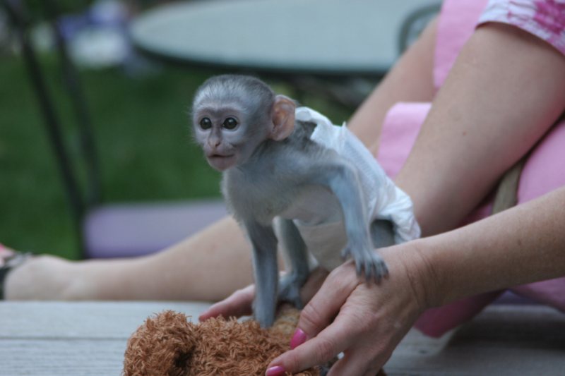 sweet capuchin monkeys for adoption