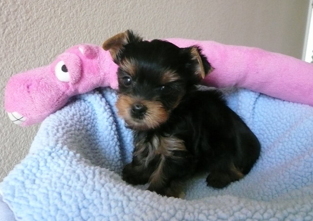 Cute Teacup Yorkie Puppies For Free Adoption(ericamoran470@gmail.com)