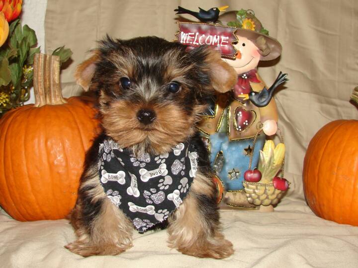 Two Cute tea cup Yorkie for adoption