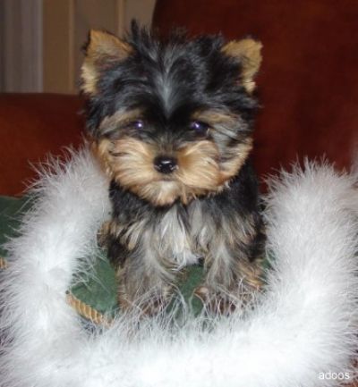 Teacup yorkie Puppies Fora good home