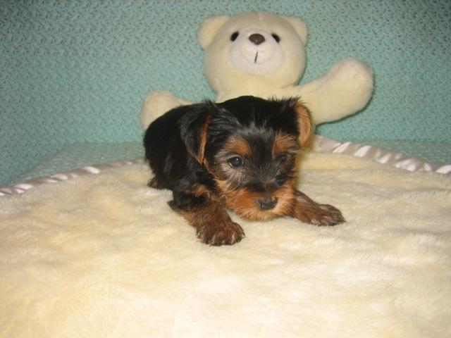 Adorable Yorkie Puppies For Free Adoption