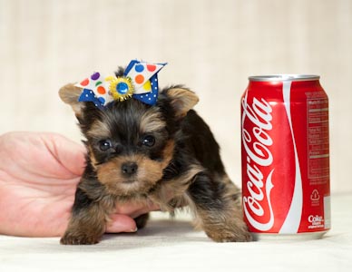 Cute Male And Female Yorkie Puppies For  Adoption