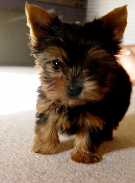 Cute Adorable Yorkie puppies For Adoption.
